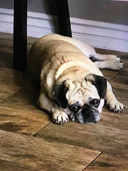 /Images/uploads/PUG NATION RESCUE OF LOS ANGELES/2019pugcalendar/entries/8502thumb.jpg
